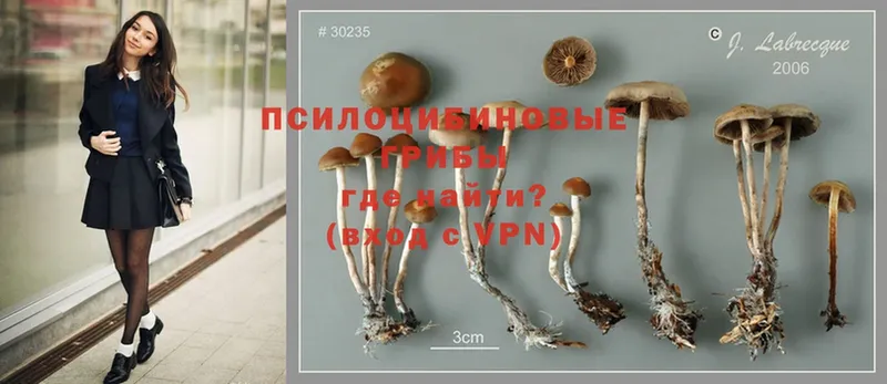 Псилоцибиновые грибы Psilocybe  Шлиссельбург 